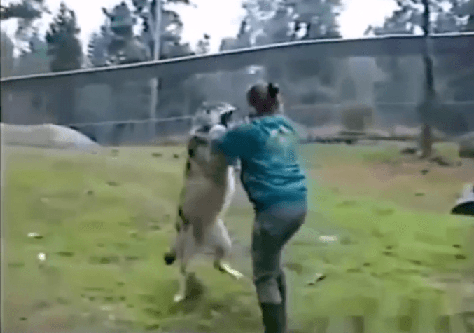 Varg försker bita skötare på Kolmården, jag var där